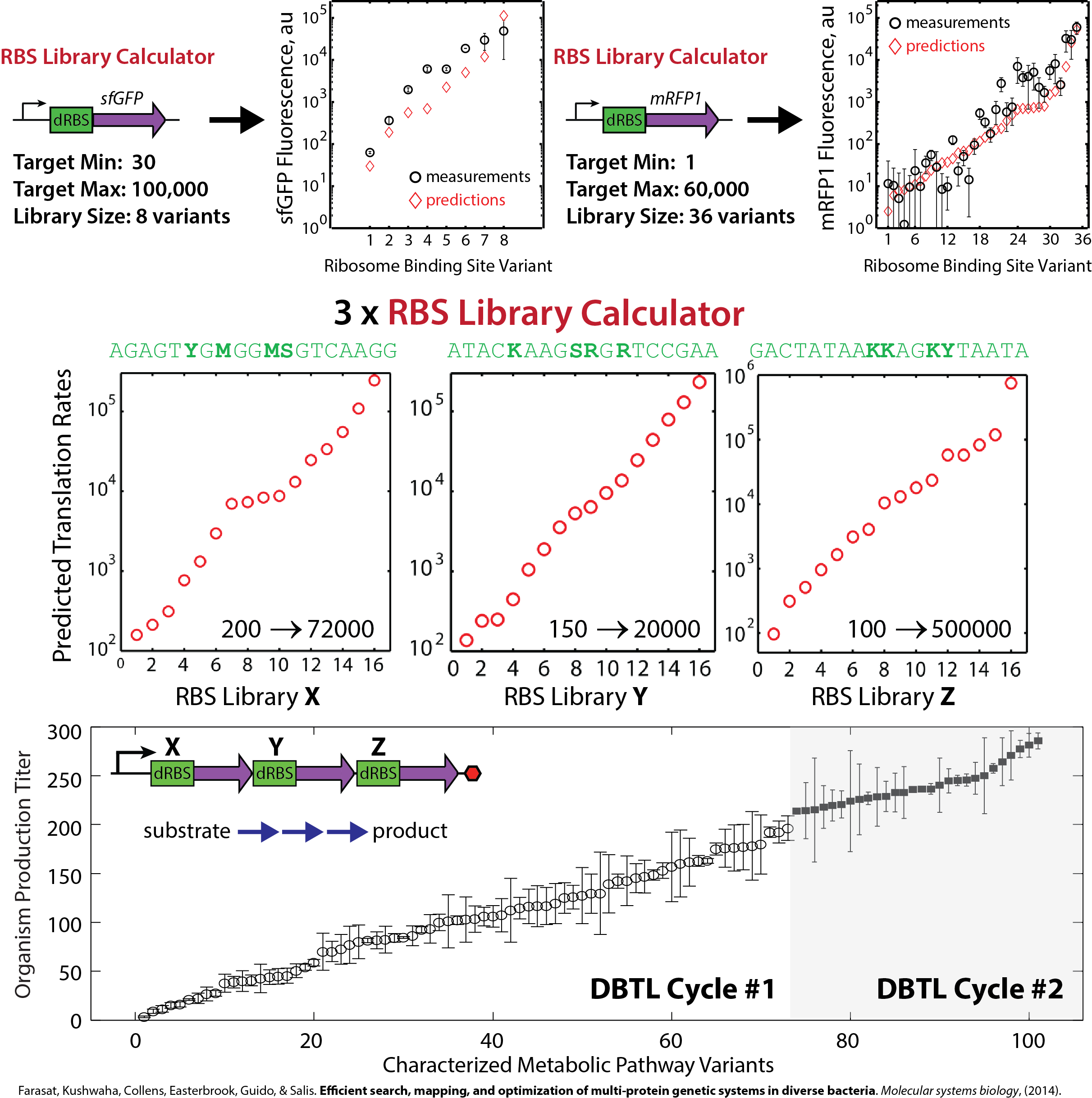 Design and Optimization of a Metabolic Pathway