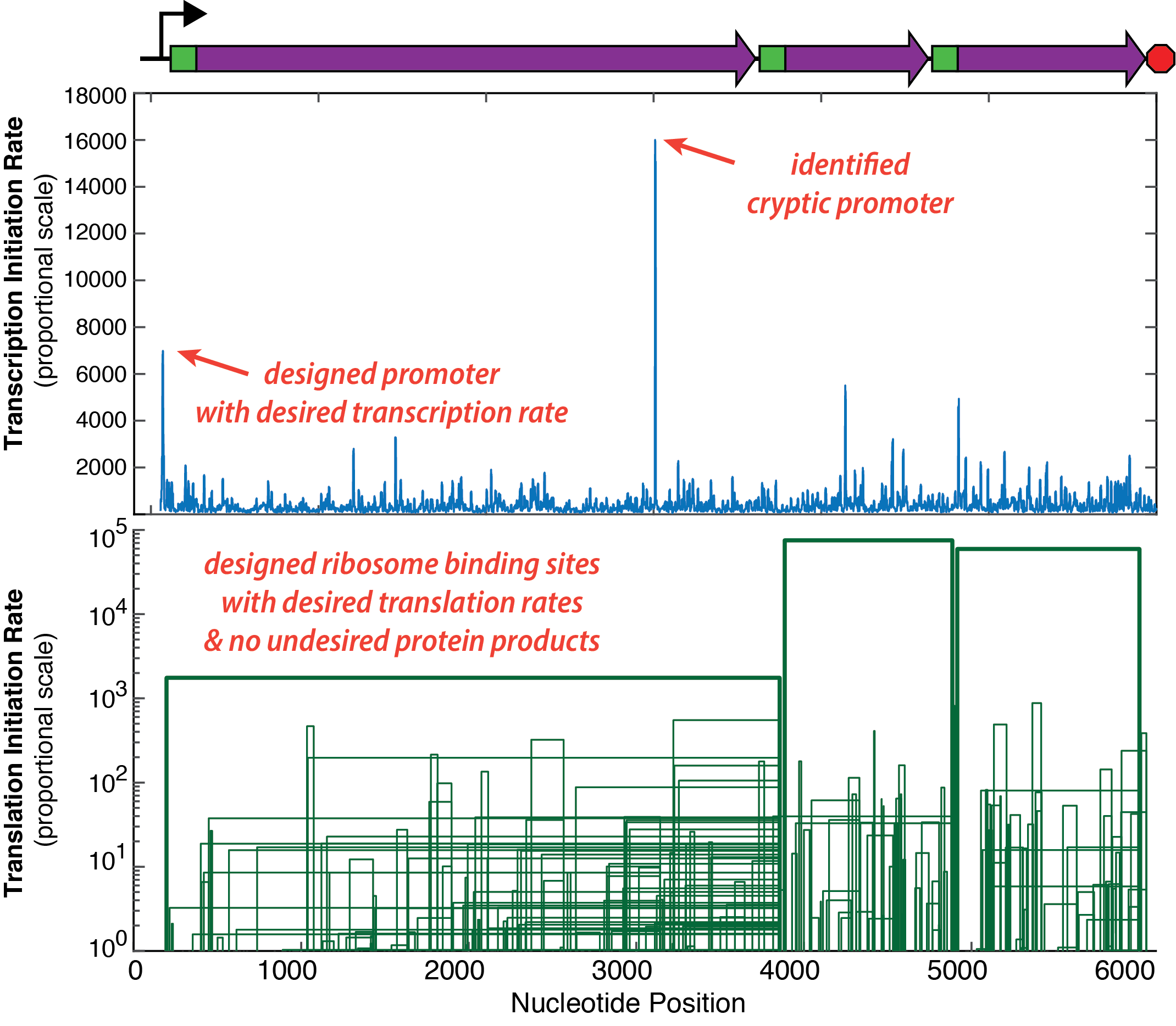 Predicting and Controlling Transcription & Translation Rates